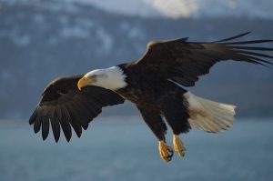 Bald Eagle Destroyed in Restigouche County