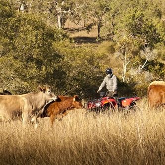 atvlivestock